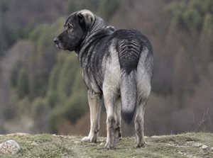 Karst Shepherd Dog — rear