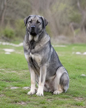 Karst Shepherd Dog — sitting