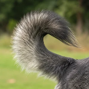 Karst Shepherd Dog — tail
