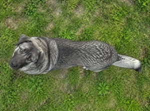 Karst Shepherd Dog — top