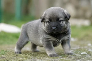 Karst Shepherd Dog — young puppy (~1 mo)