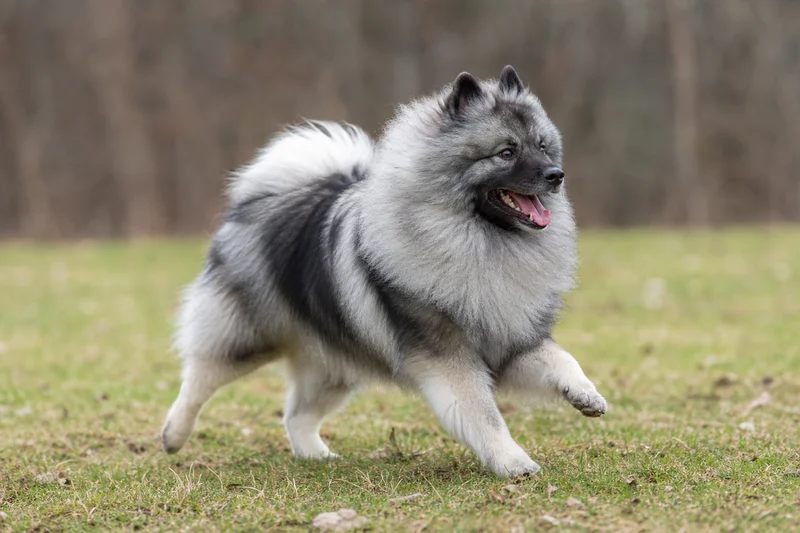 Keeshond — running