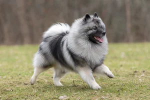 Keeshond — running