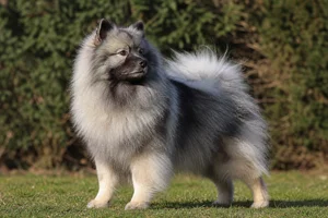 Keeshond — adult