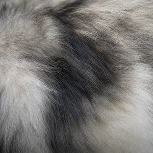 Keeshond — coat texture