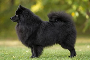 Keeshond — black coat