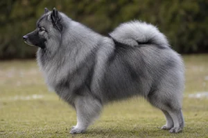 Keeshond — Gray coat