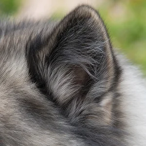 Keeshond — ears