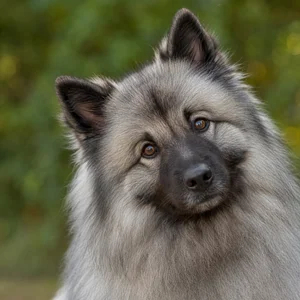 Keeshond — alert