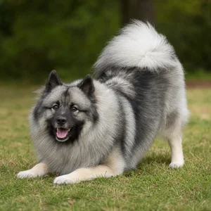 Keeshond — playful