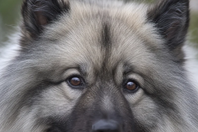 Keeshond — eyes