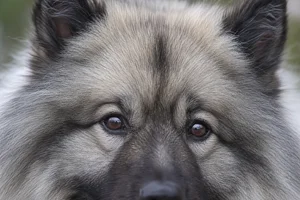 Keeshond — eyes