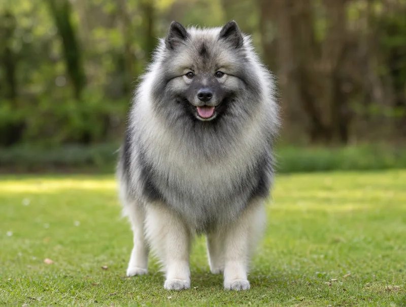 Keeshond — front
