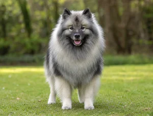 Keeshond — front