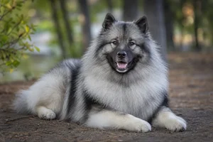 Keeshond — lying down