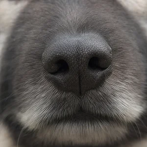Keeshond — nose