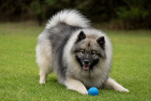 Keeshond — playing