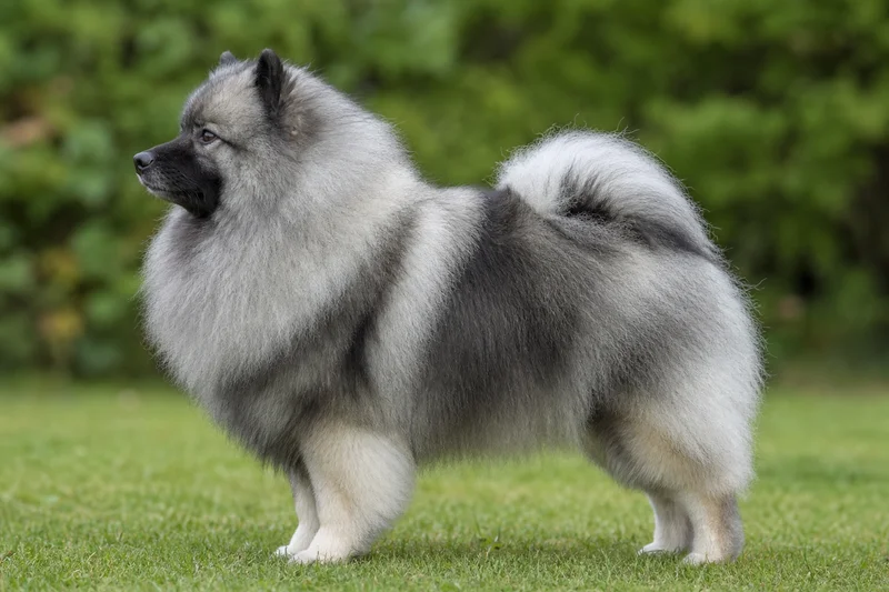 Keeshond — side