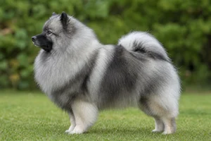 Keeshond dog