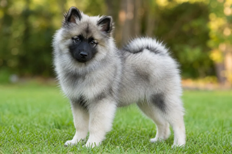 Keeshond — puppy (~4 mo)