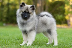 Keeshond — puppy (~4 mo)