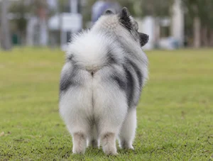 Keeshond — rear