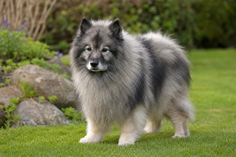 Keeshond — senior