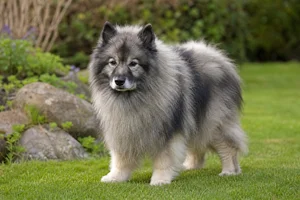 Keeshond — senior