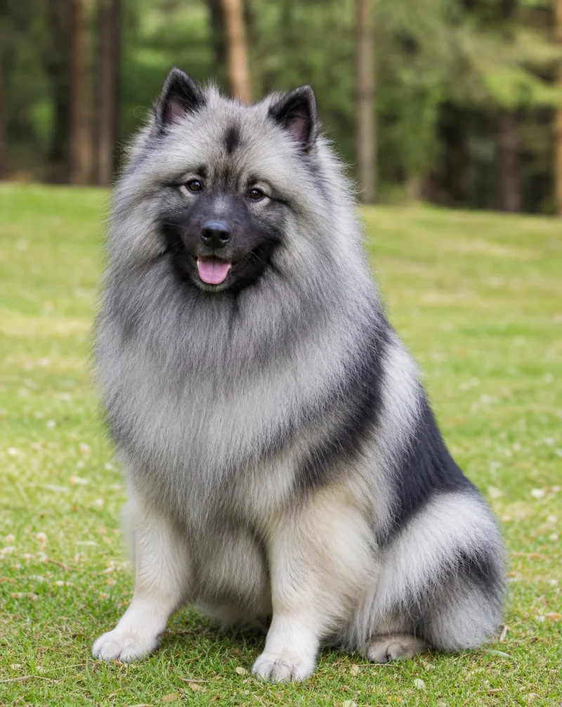 Keeshond — sitting