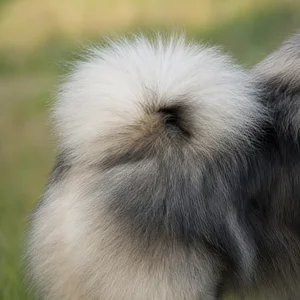 Keeshond — tail