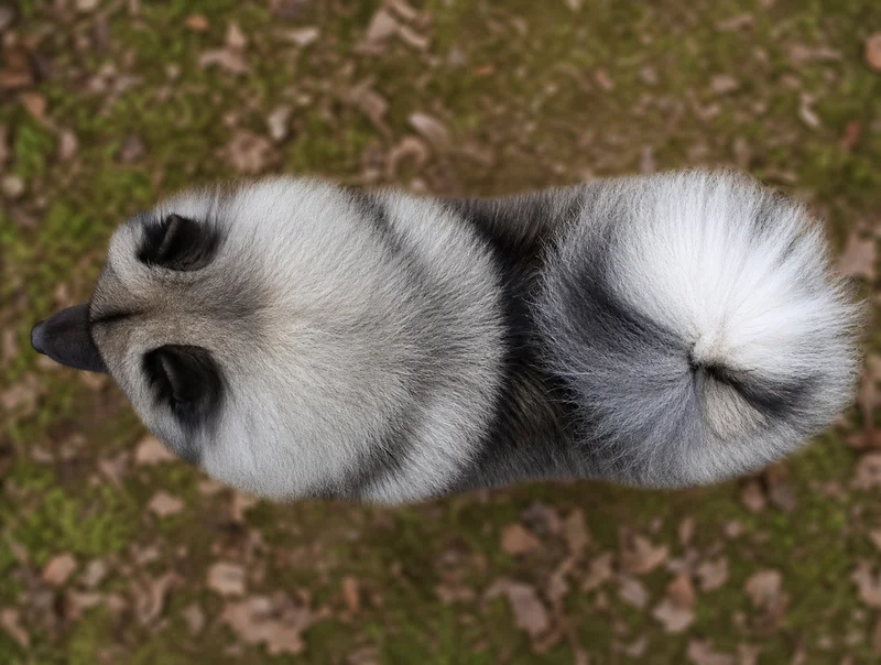 Keeshond — top