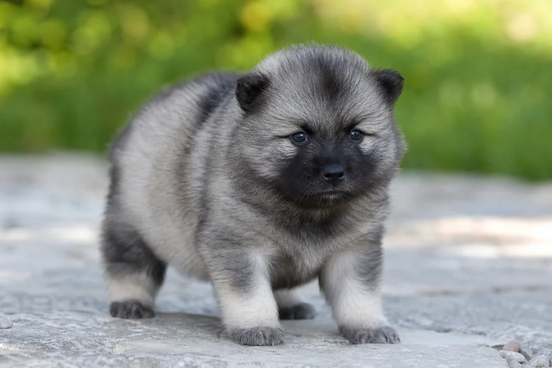 Keeshond — young puppy (~1 mo)