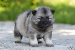 Keeshond — young puppy (~1 mo)