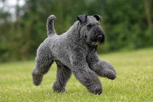 Kerry Blue Terrier — running