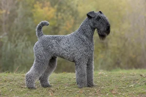 Kerry Blue Terrier — adult
