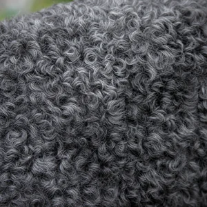 Kerry Blue Terrier — coat texture