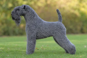 Kerry Blue Terrier — Blue-gray coat