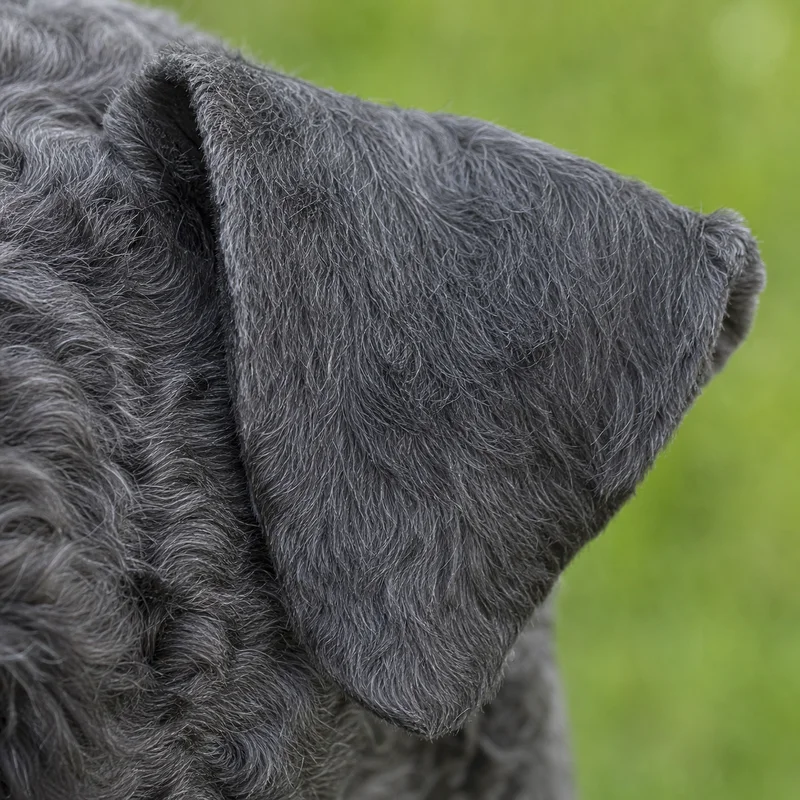 Kerry Blue Terrier — ears
