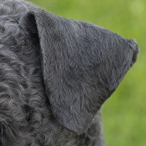 Kerry Blue Terrier — ears