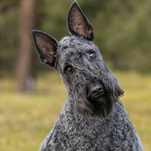 Kerry Blue Terrier — alert