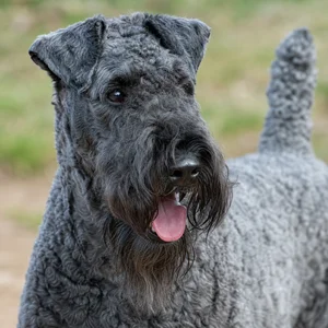 Kerry Blue Terrier — happy
