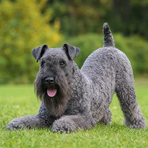 Kerry Blue Terrier — playful