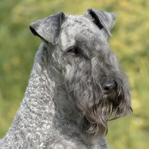 Kerry Blue Terrier — relaxed