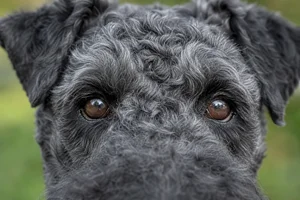 Kerry Blue Terrier — eyes