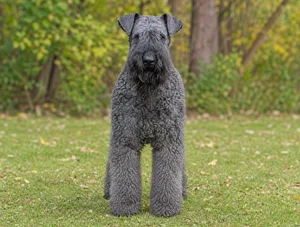 Kerry Blue Terrier — front