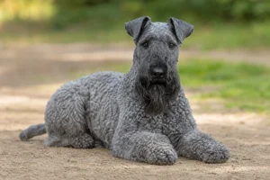 Kerry Blue Terrier — lying down