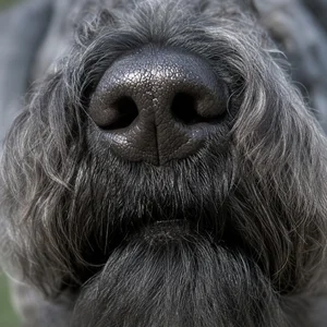 Kerry Blue Terrier — nose