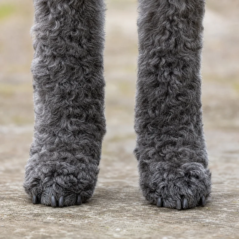 Kerry Blue Terrier — paws