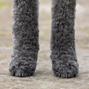 Kerry Blue Terrier — paws