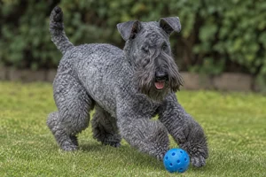 Kerry Blue Terrier — playing